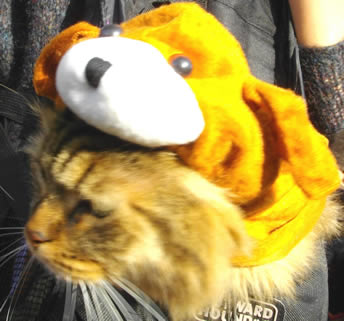 cat in a dog suit Cat in a dog suit.