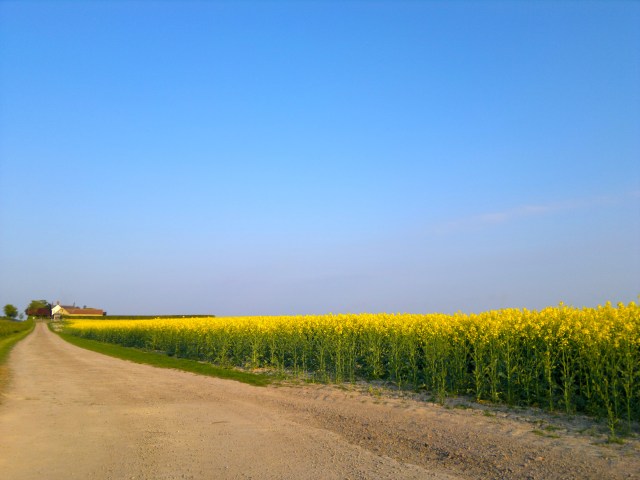 Yellow fields