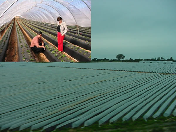 Spanish Strawberry Fields1