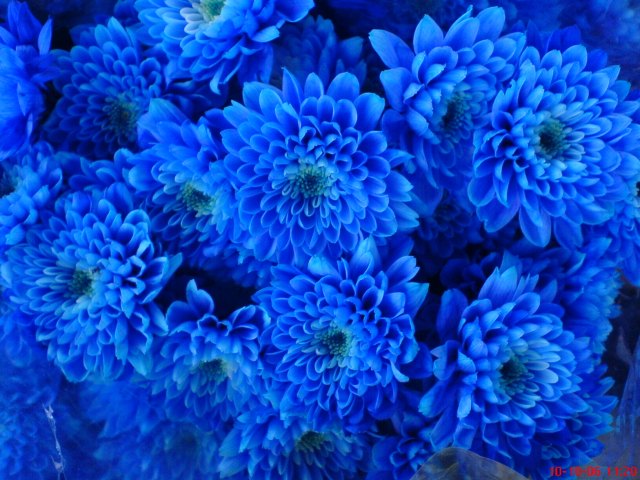 blue flowers