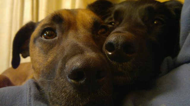 Sleepy Dogs Sleepy Dogs