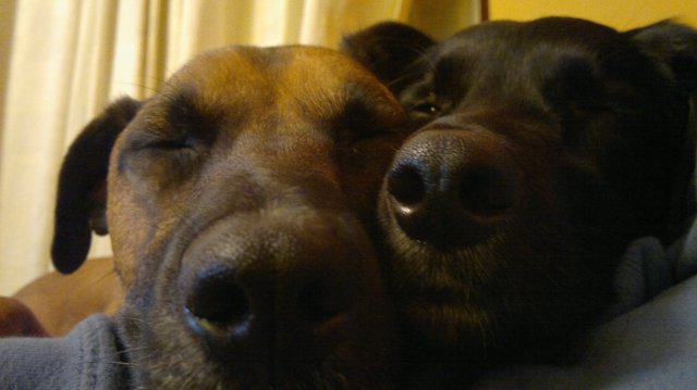 Sleepy Dogs Sleepy Dogs