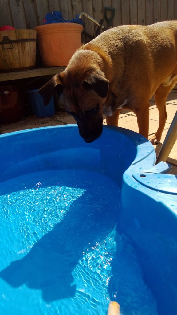 paddlingpooldog