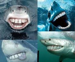 smilingshark