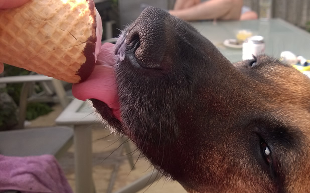 dogshareicecream