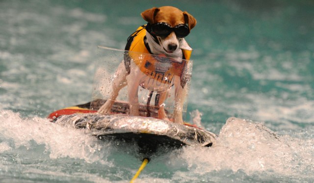 JAN 20th 2012.........pics of .. with this cold spell the 54th annual Toronto International Boat Show is wrapping up this weekend but not before saving the best for last..People can get to laugh and wonder about Duma,the incredible waterskiing and boat driving dog...Duma a famous water loving Jack Russell terrier is back to thrill the audiences with his skills on the lake...zdumas promoter Cliff Bode put him through his practise today...Duma performs all weekend....(COLIN MCCONNELL STAR) ..